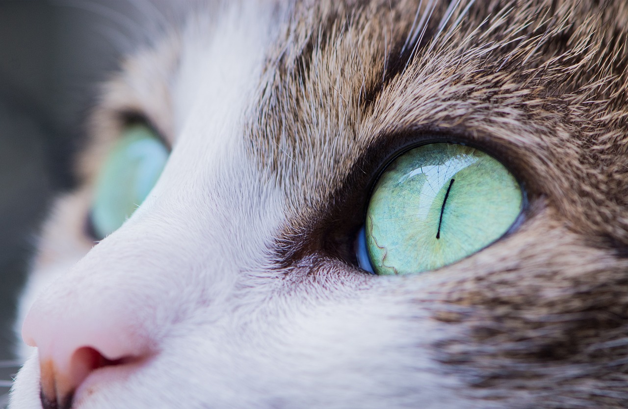 The Unique Features of the Somali Cat